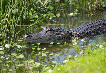 north american alligator in a florida marsh