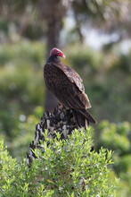Turkey Vulture Perched On Tree Stump