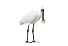 Eurasian Spoonbill Isolated On White Background Full Length. The Eurasian Spoonbill Or Common Spoonbill Is A Wading Bird Of The Ibis And Spoonbill Family Threskiornithidae