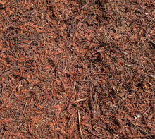 Redwood Duff: Needles On Forest Floor Under Coast Redwood Trees, Contributes To Forest Fire Fuels