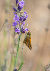 Wall Mural - Rural Skipper Butterfly (Ochlodes agricola) visiting Lavender