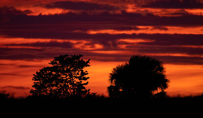 Wall Mural - sunset in florida