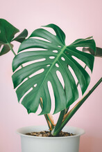 Beautiful Monstera Flower In A White Pot Stands On Pink Background. The Concept Of Minimalism.