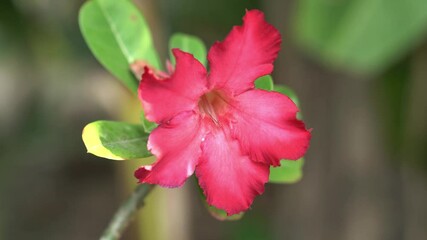 Wall Mural - Close up Red Desert Rose and green leaf on branch.