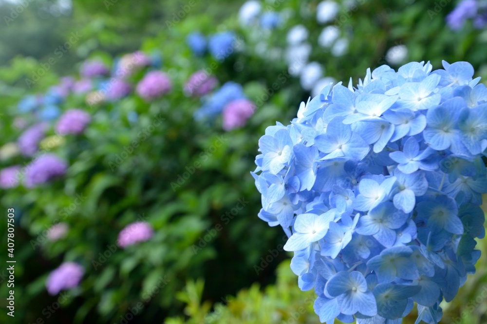 Fototapeta 日本の梅雨の季節に咲く紫陽花の花 Las Fototapety Ecowall24 Pl Fototapeta 日本の梅雨の季節に咲く紫陽花の花 Las Fototapety Ecowall24 Pl