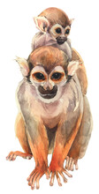 A Squirrel Monkey With A Little Baby. Hand Painted Watercolor Illustration.