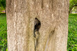 Closeup shot of a hollow in a tree