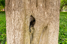 Closeup Shot Of A Hollow In A Tree