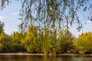 Canvas Print - Selective focus closeup of the leaves of the tree