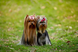 Fototapeta Zwierzęta - Beautiful dog Yorkshire terrier breed in nature