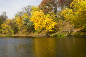 Wall Mural - Autumn trees by the river, landscape