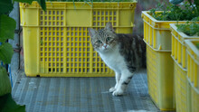 Tabby Cat Standing Next To The Yellow Basket