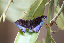 Closeup of a butterfly with broken wings perched on a leaf