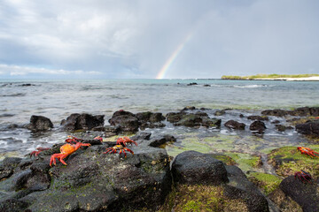 Wall Mural - Rainbow over tropical beach. Beaches of Galapagos Islands. Sally Lightfoot crabs and rainbow at Playa Las Bachas tropical beach, Santa Cruz or Indefatigable Island. Galapagos islands. Pacific Ocean