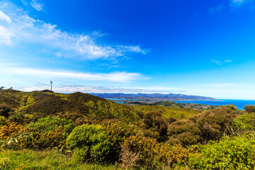 Wall Mural - View of Wellington city from the Wind Turbine in New Zealand