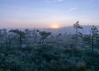 misty mire landscape with swamp pines and traditional mire vegetation, fuzzy background, fog in bog, twilight