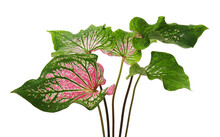 Caladium Bicolor With Pink Leaf And Green Veins (Florida Sweetheart), Pink Caladium Foliage Isolated On White Background, With Clipping Path