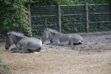 Grevy Zebra (Equus Grevyi) In The Frankfurt Zoo