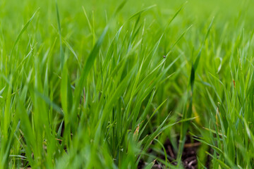 Close up green agricultural wheat field in spring. Countryside landscape.