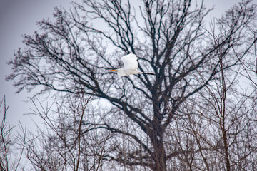 Sticker - Selective focus shot of flying white heron over the snow-covered forest on a winter day