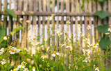 Fototapeta Tęcza - Flowers daisies in summer spring meadow on background   Summer natural idyllic pastoral landscape