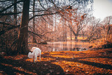 Fototapeta Uliczki - Dog in the field at sunset