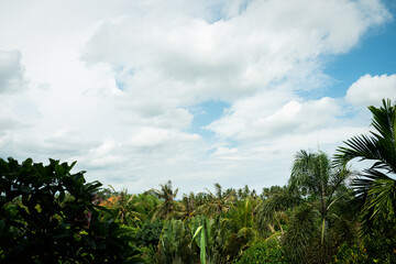 Palm tree forest on the island of Bali, Indonesia