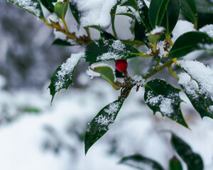 Wall Mural - Closeup shot of a cherry tree with a one red cherry covered with snow