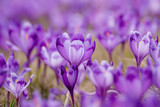 Fototapeta Kwiaty - Spring crocus flowers