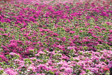 Poster - pink and white flowers