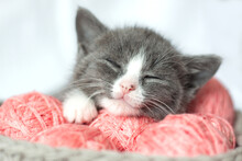 Gray Kitten With Pink Balls Of Yarn On A White Background. A Cat In A Home Atmosphere. Nice Animal.