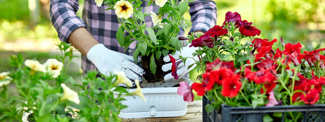 banner Woman hand planting flowers petunia, Gardener with flower pots tools.