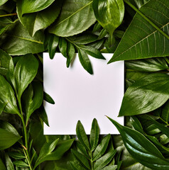 Wall Mural - leaf flower greeting card note paper frame background flat lay floral layout invitation nature spring green