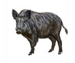 The wild boar (Sus scrofa)