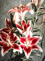 Fototapeta bunch of pink red lillies over gray background, lilly flowers over old gray background