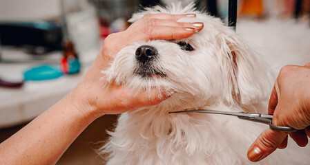 Wall Mural - woman hand Grooming Maltese dog