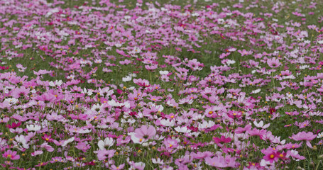 Canvas Print - Cosmos flower garden farm meadow