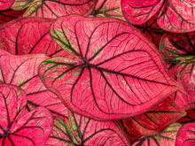 Colorful Red Caladium Leaves Nature Or Abstract Background By Closeup Of Vivid Pink Heart-shaped Leaf Shrub A Tropical Leafy Potted Plant For Garden Decoration And Graphic Design