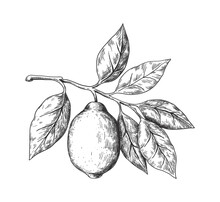 Hand Drawn Lemon. Sketch Style Fruit Branch, Whole Fresh Citrus With Leaves, Vector Black And White Drawing Isolated Illustration For Lemonade Or Juice Package, Decorative Plant For Label Or Poster