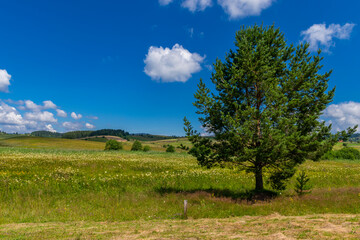 Wall Mural - landscape with trees