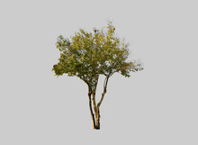 Isolated Queen Tree Or Lagerstroemia Speciosa Tree With Clipping Paths.