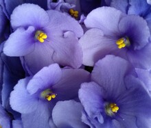 Full Frame Of Blue African Violets, Floral Background For Design. Floriculture Collection