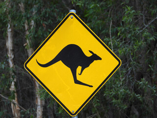 Yellow kangaroo sing by the road with trees in the backgroun