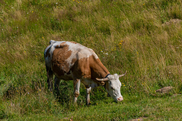 cows in the field