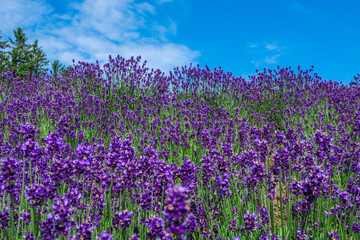 lavender flowers in the garden