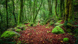 © Alberto - Camino en bosque con hojas caídas