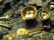 Fruchtkörper eines Tiegelteuerlings im Eifelwald