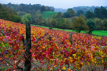 Wall Mural - Viñedo en otoño, Cangas del Narcea, Comarca Fuentes del Narcea, Asturias.