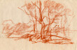 sketch of trees using the sanguine technique