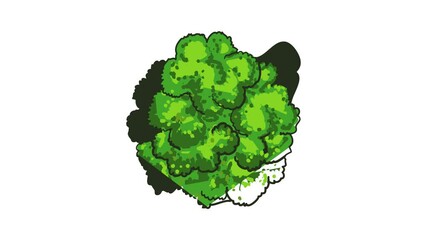 Poster - Natural broccoli icon animation best object on white background